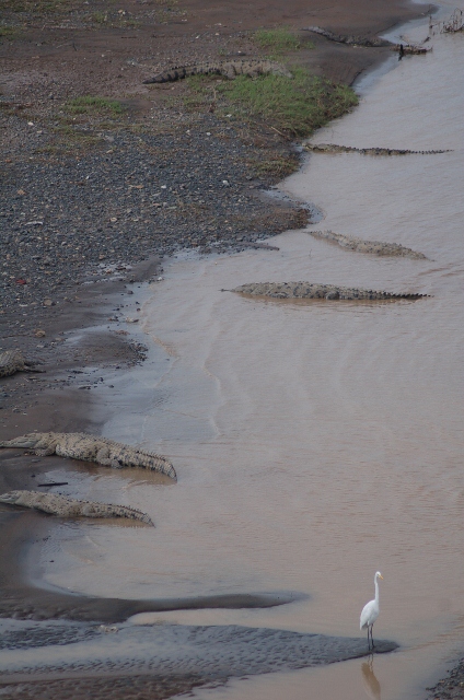 river of crocs